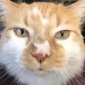 Meet your Posher, Dawn